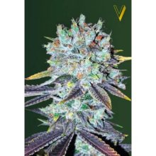 Victory Seeds Original Berry - feminised