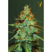 Victory Seeds Original Limonade Skunk - feminised