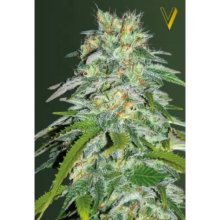 Victory Seeds Parmesan - feminised