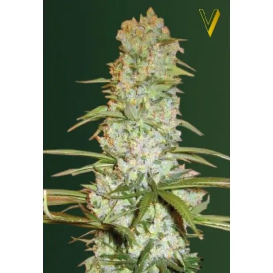 Victory Seeds Red Russian XXL - feminised