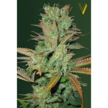 Victory Seeds Seemango - feminised