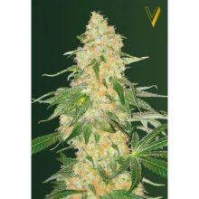 Victory Seeds Super Extra Skunk - feminised