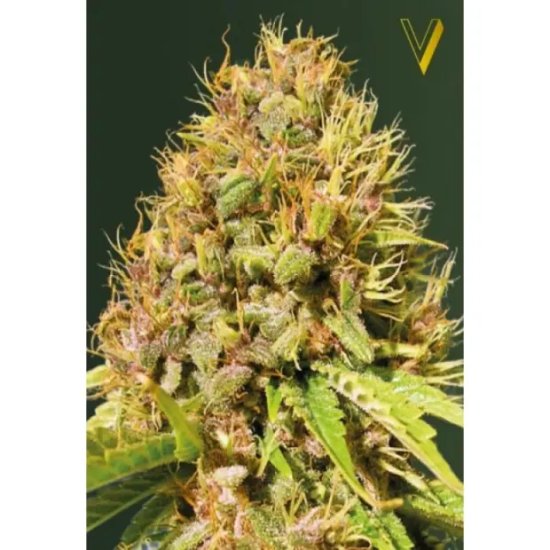 Victory Seeds Super Mazar - feminised