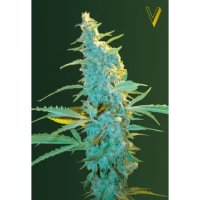 Victory Seeds Ultra Power Plant - feminised