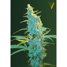 Victory Seeds Ultra Power Plant - feminised