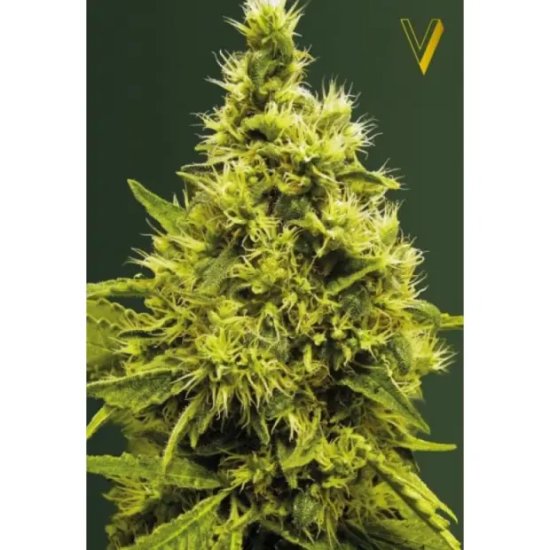 Victory Seeds White Widow - feminised