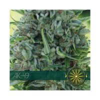 Vision Seeds AK-49 - feminised