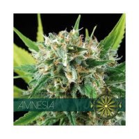 Vision Seeds Amnesia - feminised