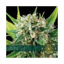 Vision Seeds Amnesia - feminised