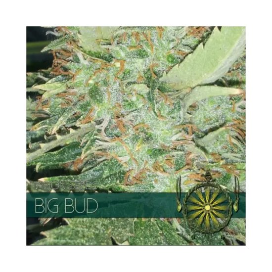 Vision Seeds Big Bud - feminised