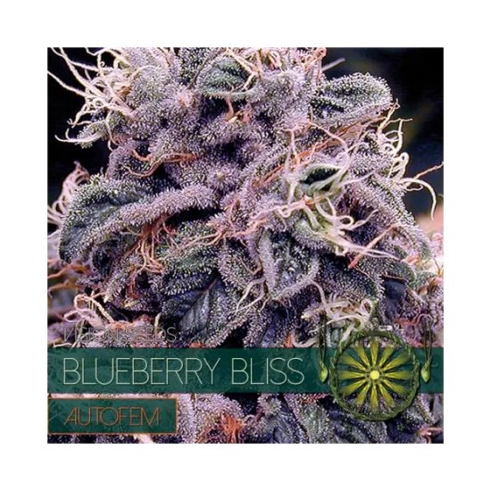 Vision Seeds Blueberry Bliss Auto - feminised