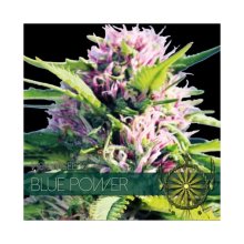 Vision Seeds Blue Power - feminised