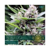 Vision Seeds Bona Dea - CBD+ - feminised