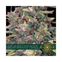 Vision Seeds Brainkiller Haze - feminised