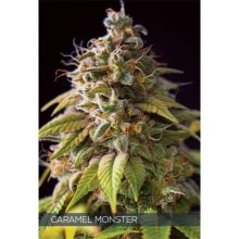 Vision Seeds Caramel Monster - feminised