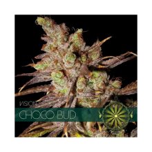 Vision Seeds Choco Bud - feminised