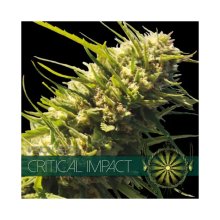 Vision Seeds Critical Impact - feminised