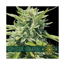 Vision Seeds Crystal Queen - feminised