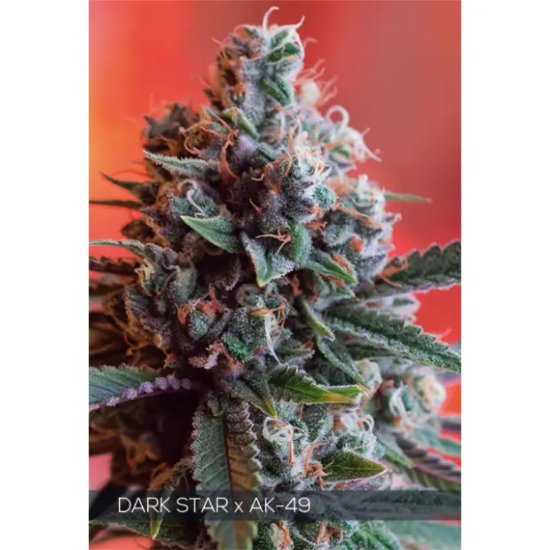 Vision Seeds Dark Star X AK-49 - feminised