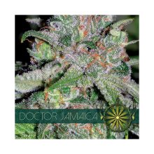 Vision Seeds Doctor Jamaica - feminised