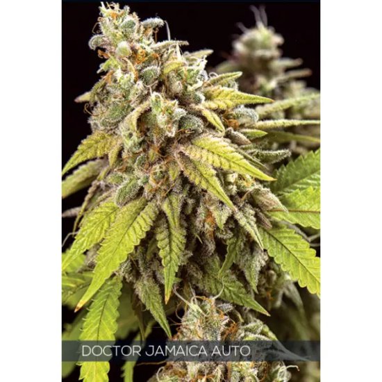 Vision Seeds Doctor Jamaica Auto - feminised