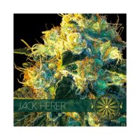 Vision Seeds Jack Herer - feminised