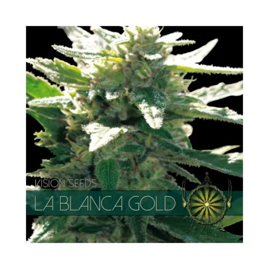 Vision Seeds La Blanca Gold - feminised