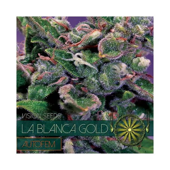 Vision Seeds La Blanca Gold Auto - feminised