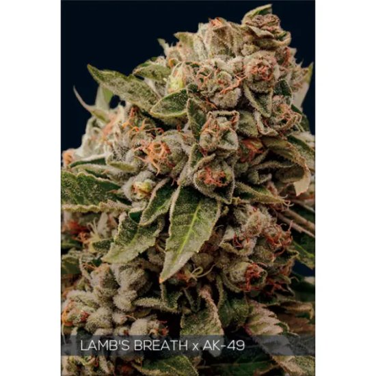 Vision Seeds Lambs Breath X AK-49 - feminised