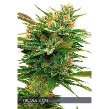 Vision Seeds Nicole X OG - feminised