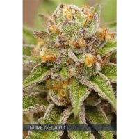 Vision Seeds Pure Gelato - feminised