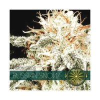 Vision Seeds Russian Snow - feminised