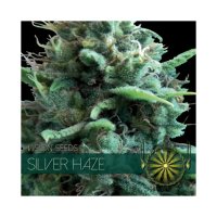 Vision Seeds Silver Haze - feminised