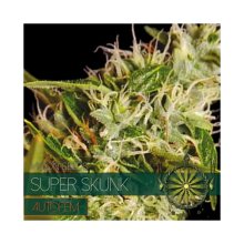 Vision Seeds Super Skunk Auto - feminised