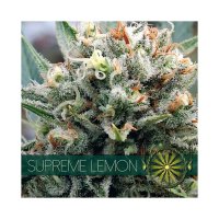 Vision Seeds Supreme Lemon - feminised