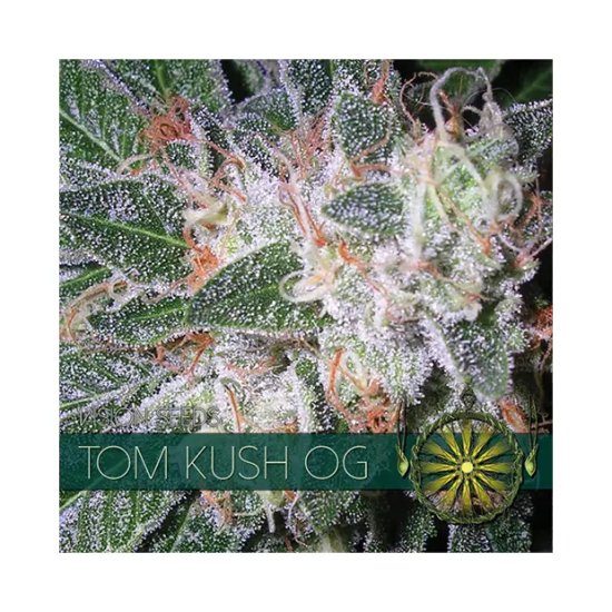 Vision Seeds Tom Kush OG - feminised