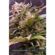 Vision Seeds Vision Caramello Auto - feminised