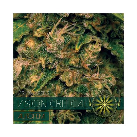 Vision Seeds Vision Critical Auto - feminised