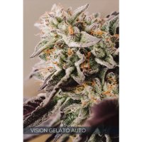 Vision Seeds Vision Gelato Auto - feminised