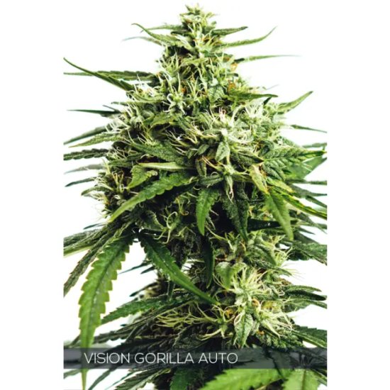 Vision Seeds Vision Gorilla Auto - feminised