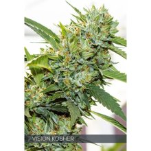 Vision Seeds Vision Kosher - feminised