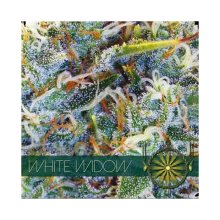 Vision Seeds White Widow - feminised