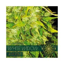 Vision Seeds White Widow Autflowering - feminised