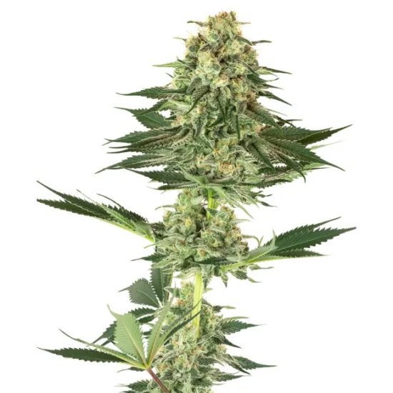 White Label Banana Kush - feminised