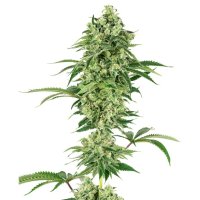 White Label Nicole Hindu Kush - feminised