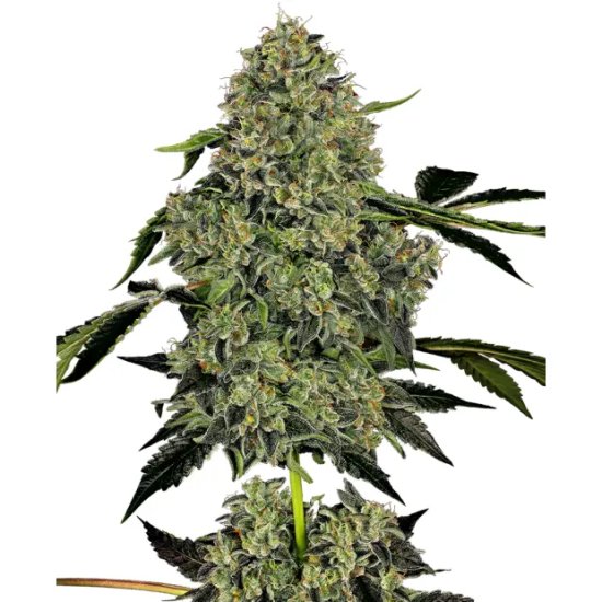 White Label O.G. Kush Auto - feminised