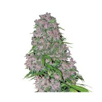 White Label Purple Bud - feminised