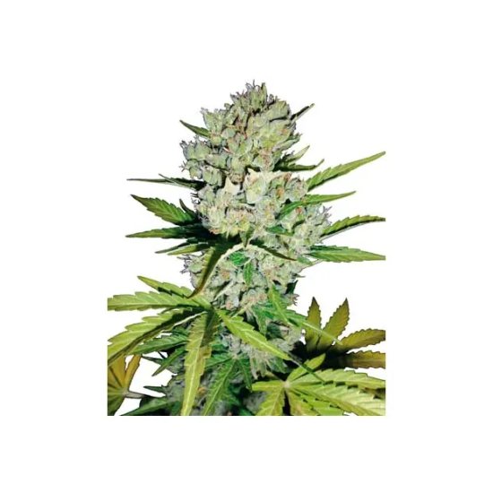 White Label Super Skunk Auto - feminised