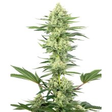 White Label White Gorilla Haze - feminised