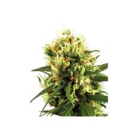 White Label White Haze Auto - feminised